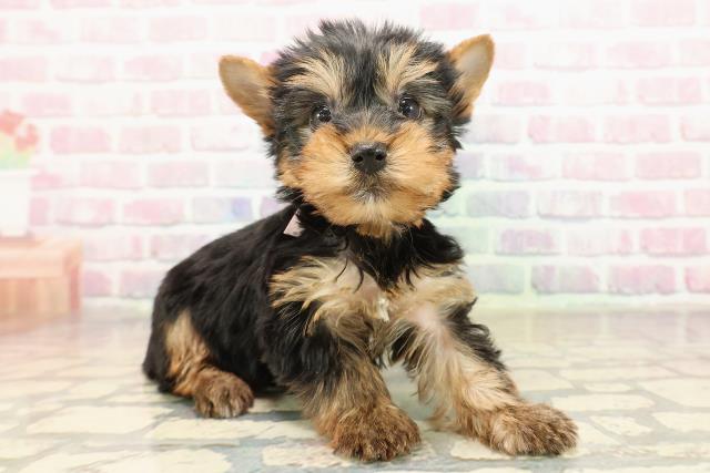 東京都のヨークシャーテリア (Coo&RIKU池袋西口店/2025年9月9日生まれ/女の子/スチールブルータン)の子犬の3枚目の画像