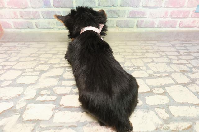 東京都のヨークシャーテリア (Coo&RIKU池袋西口店/2025年9月9日生まれ/女の子/スチールブルータン)の子犬の4枚目の画像