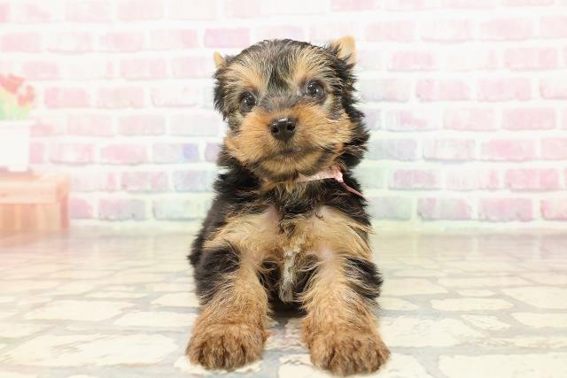 北海道のヨークシャーテリア (Coo&RIKU旭川店/2025年9月9日生まれ/女の子/スチールブルータン)の子犬