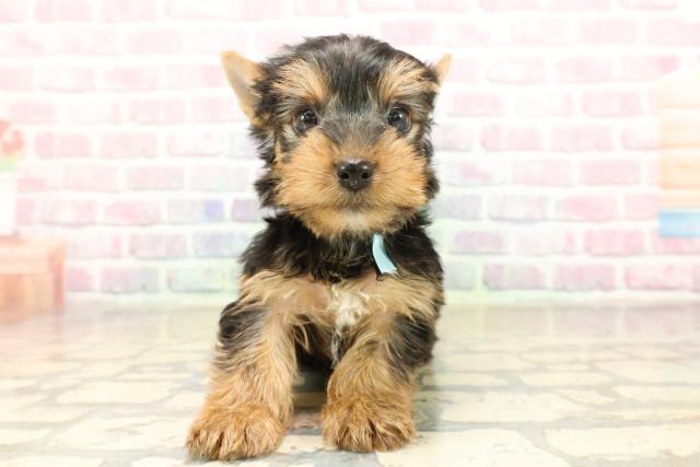 秋田県のヨークシャーテリア (Coo&RIKU秋田店/2025年9月9日生まれ/男の子/スチールブルータン)の子犬