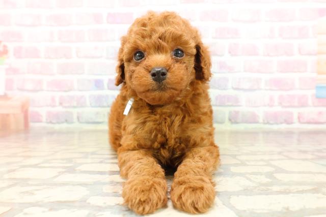 長野県のトイプードル(トイ) (Coo&RIKU綿半中野店/2025年9月9日生まれ/男の子/レッド)の子犬の1枚目の画像