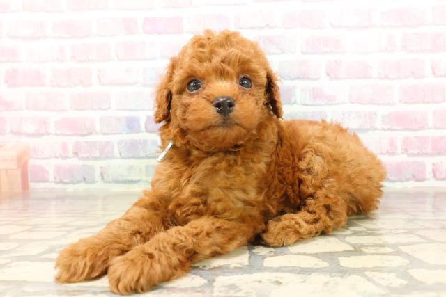 長野県のトイプードル(トイ) (Coo&RIKU綿半中野店/2025年9月9日生まれ/男の子/レッド)の子犬の2枚目の画像