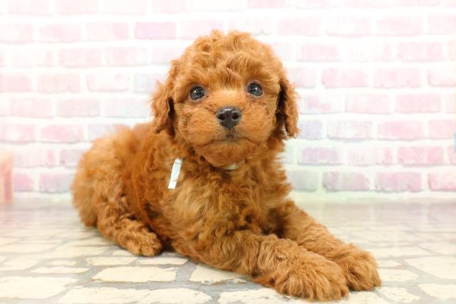 長野県のトイプードル(トイ) (Coo&RIKU綿半中野店/2025年9月9日生まれ/男の子/レッド)の子犬の3枚目の画像