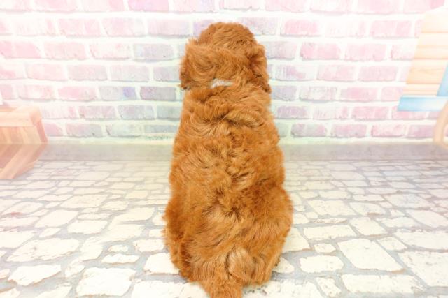 長野県のトイプードル(トイ) (Coo&RIKU綿半中野店/2025年9月9日生まれ/男の子/レッド)の子犬の4枚目の画像