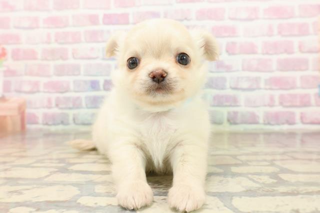 チワワ(ロングコート)