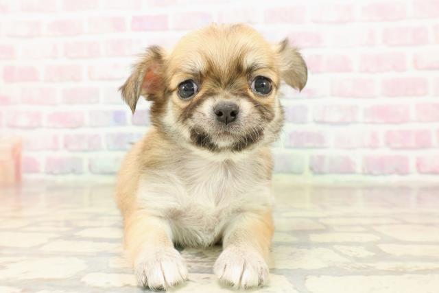 チワワ(ロングコート)