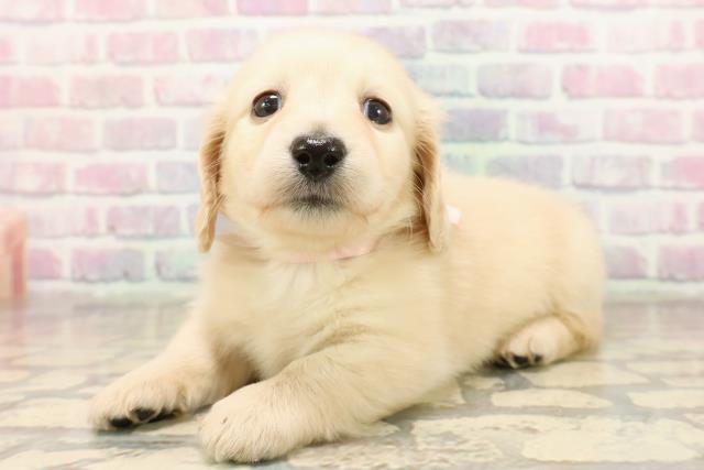 埼玉県のミニチュアダックスフンド(ロング) (Coo&RIKU大宮店/2025年9月7日生まれ/女の子/イエロー)の子犬の2枚目の画像