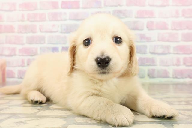 埼玉県のミニチュアダックスフンド(ロング) (Coo&RIKU大宮店/2025年9月7日生まれ/女の子/イエロー)の子犬の3枚目の画像