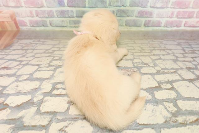 埼玉県のミニチュアダックスフンド(ロング) (Coo&RIKU大宮店/2025年9月7日生まれ/女の子/イエロー)の子犬の4枚目の画像