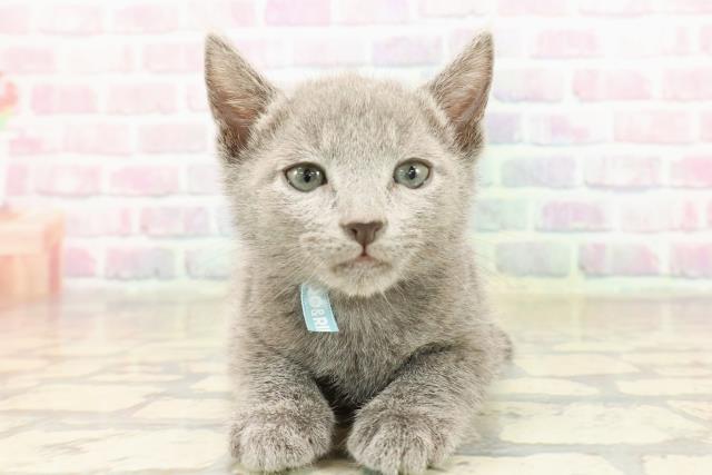 青森県のロシアンブルー (Coo&RIKU青森店/2025年9月5日生まれ/男の子/ブルー)の子猫の1枚目の画像