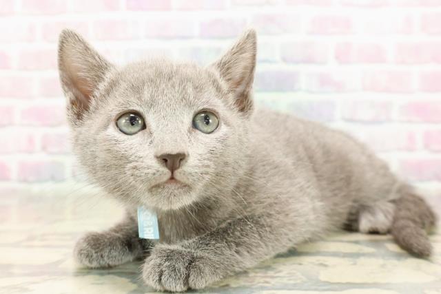 青森県のロシアンブルー (Coo&RIKU青森店/2025年9月5日生まれ/男の子/ブルー)の子猫の2枚目の画像