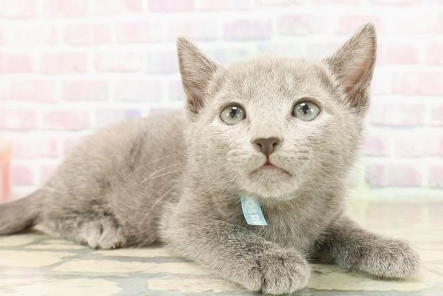 青森県のロシアンブルー (Coo&RIKU青森店/2025年9月5日生まれ/男の子/ブルー)の子猫の3枚目の画像