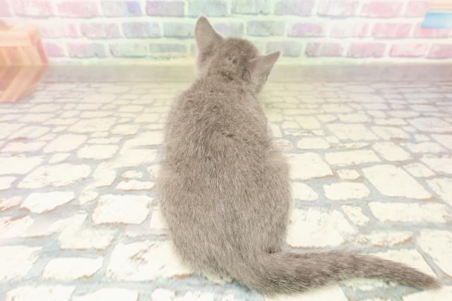 青森県のロシアンブルー (Coo&RIKU青森店/2025年9月5日生まれ/男の子/ブルー)の子猫の4枚目の画像