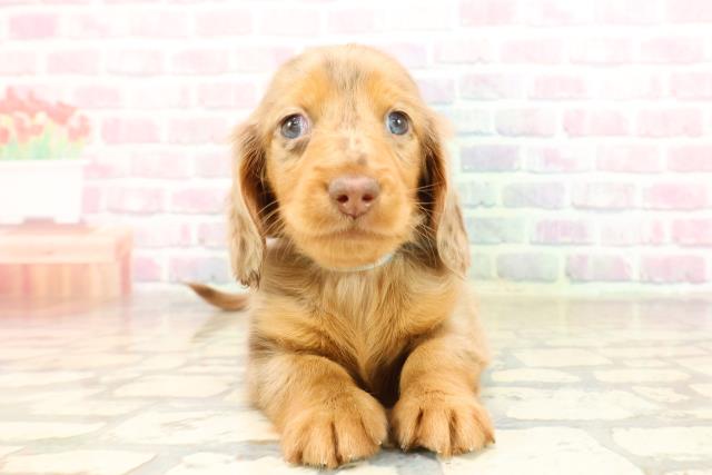 神奈川県のミニチュアダックスフンド(ロング) (Coo&RIKU日吉店/2025年9月9日生まれ/男の子/チョコレートダップル)の子犬の1枚目の画像