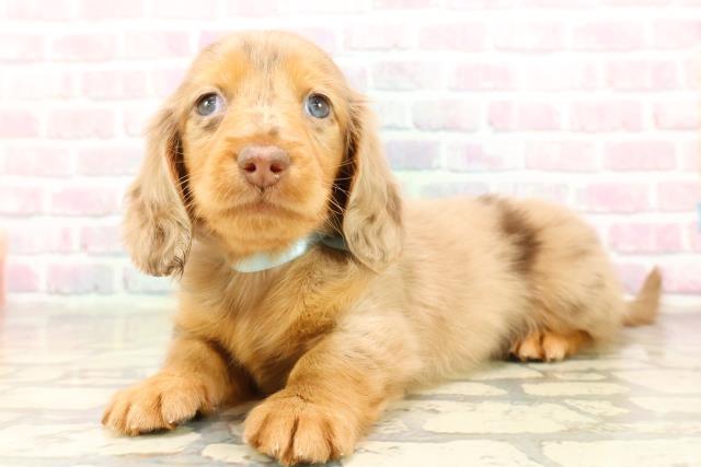 神奈川県のミニチュアダックスフンド(ロング) (Coo&RIKU日吉店/2025年9月9日生まれ/男の子/チョコレートダップル)の子犬の2枚目の画像