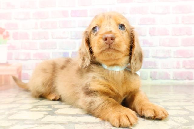 神奈川県のミニチュアダックスフンド(ロング) (Coo&RIKU日吉店/2025年9月9日生まれ/男の子/チョコレートダップル)の子犬の3枚目の画像