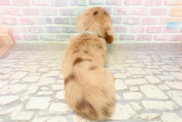 神奈川県のミニチュアダックスフンド(ロング) (Coo&RIKU日吉店/2025年9月9日生まれ/男の子/チョコレートダップル)の子犬の4枚目の画像