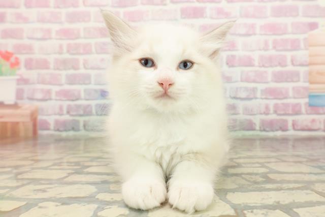 埼玉県のラグドール (Coo&RIKU川越店/2025年9月1日生まれ/男の子/ブルーポイントバイカラー)の子猫の1枚目の画像