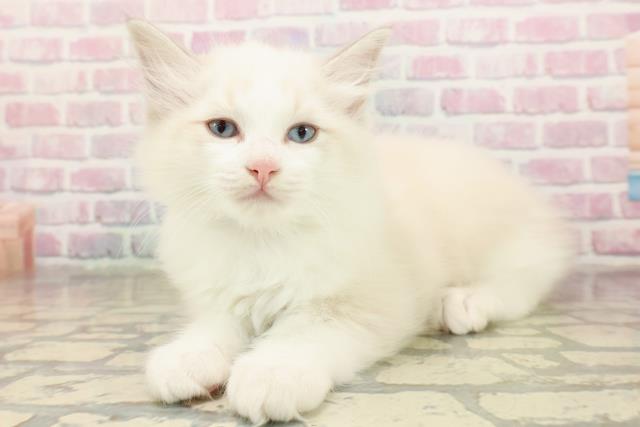 埼玉県のラグドール (Coo&RIKU川越店/2025年9月1日生まれ/男の子/ブルーポイントバイカラー)の子猫の2枚目の画像