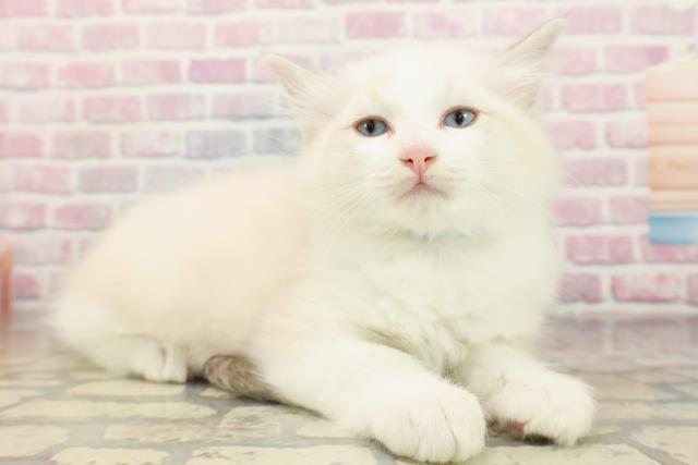 埼玉県のラグドール (Coo&RIKU川越店/2025年9月1日生まれ/男の子/ブルーポイントバイカラー)の子猫の3枚目の画像