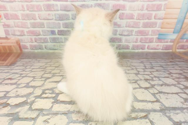 埼玉県のラグドール (Coo&RIKU川越店/2025年9月1日生まれ/男の子/ブルーポイントバイカラー)の子猫の4枚目の画像