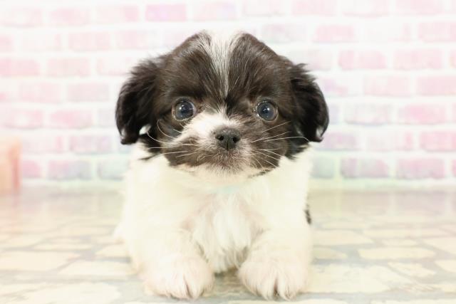 東京都のチワマル/マルチワ(チワワ×マルチーズ) (Coo&RIKU府中店/2025年9月8日生まれ/男の子/ブラックホワイト)の子犬の1枚目の画像