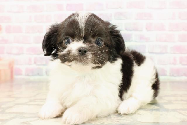 東京都のチワマル/マルチワ(チワワ×マルチーズ) (Coo&RIKU府中店/2025年9月8日生まれ/男の子/ブラックホワイト)の子犬の2枚目の画像