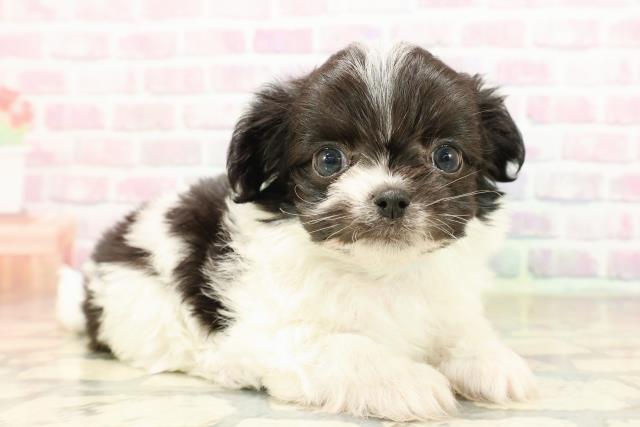 東京都のチワマル/マルチワ(チワワ×マルチーズ) (Coo&RIKU府中店/2025年9月8日生まれ/男の子/ブラックホワイト)の子犬の3枚目の画像