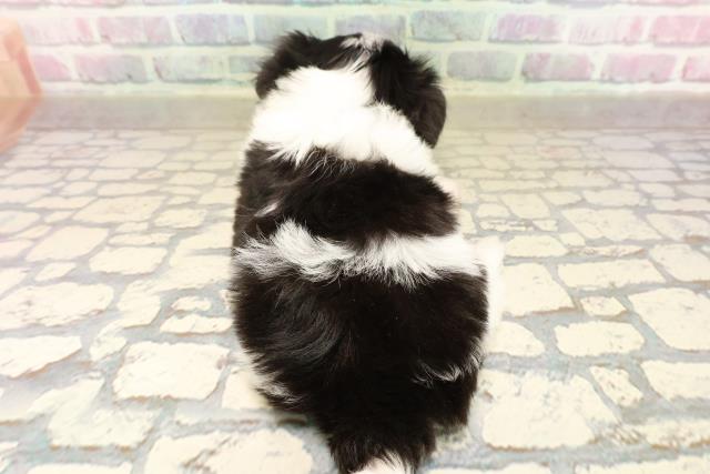 東京都のチワマル/マルチワ(チワワ×マルチーズ) (Coo&RIKU府中店/2025年9月8日生まれ/男の子/ブラックホワイト)の子犬の4枚目の画像