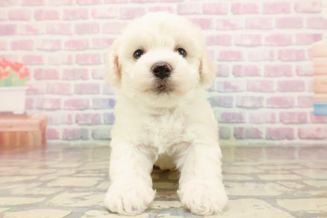 宮城県のビションフリーゼ (Coo&RIKU仙台太白店/2025年9月9日生まれ/男の子/ホワイト)の子犬の1枚目の画像