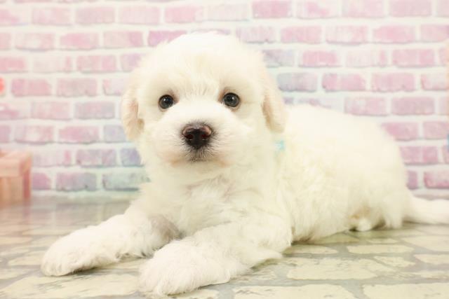 宮城県のビションフリーゼ (Coo&RIKU仙台太白店/2025年9月9日生まれ/男の子/ホワイト)の子犬の2枚目の画像