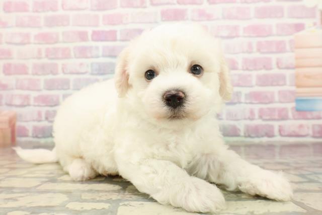 宮城県のビションフリーゼ (Coo&RIKU仙台太白店/2025年9月9日生まれ/男の子/ホワイト)の子犬の3枚目の画像