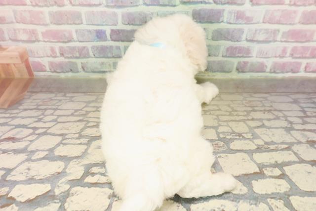 宮城県のビションフリーゼ (Coo&RIKU仙台太白店/2025年9月9日生まれ/男の子/ホワイト)の子犬の4枚目の画像