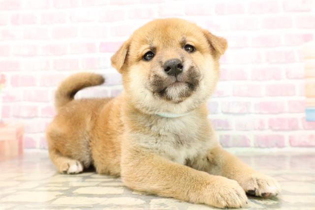 長野県の柴犬(標準サイズ) (Coo&RIKU長野店/2025年9月8日生まれ/男の子/赤)の子犬の3枚目の画像