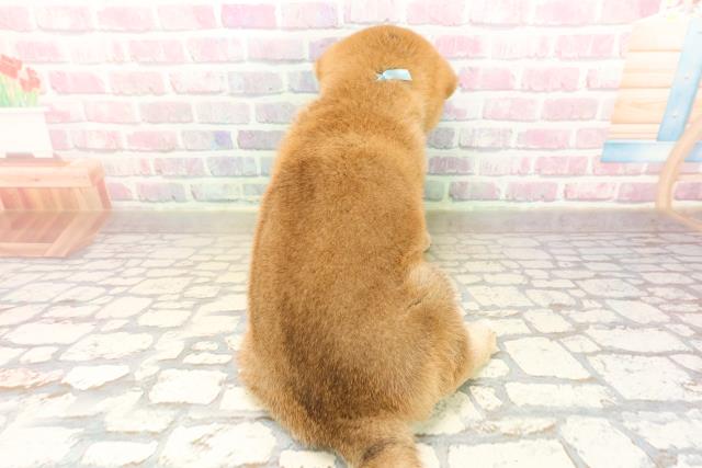 長野県の柴犬(標準サイズ) (Coo&RIKU長野店/2025年9月8日生まれ/男の子/赤)の子犬の4枚目の画像