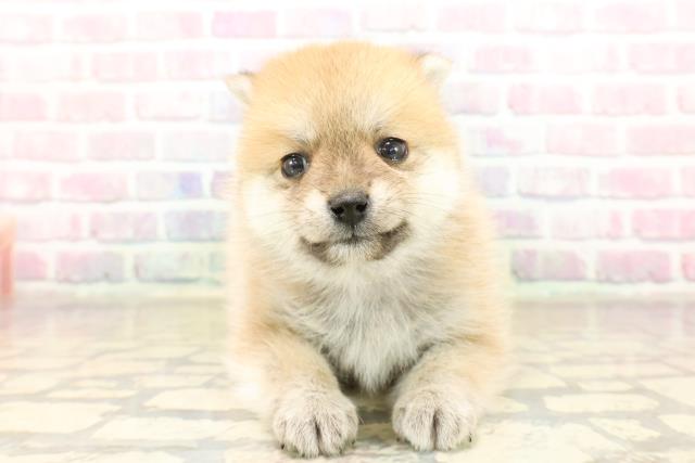 東京都のポメ柴/豆ポメ/ポメ豆柴(ポメラニアン×柴犬) (Coo&RIKU武蔵小山店/2025年9月9日生まれ/女の子/赤)の子犬の1枚目の画像