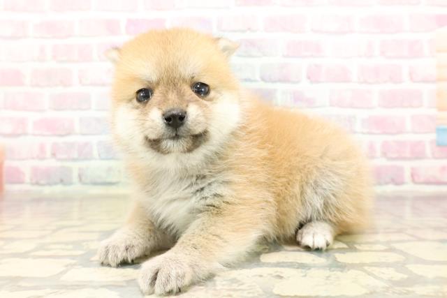 東京都のポメ柴/豆ポメ/ポメ豆柴(ポメラニアン×柴犬) (Coo&RIKU武蔵小山店/2025年9月9日生まれ/女の子/赤)の子犬の2枚目の画像