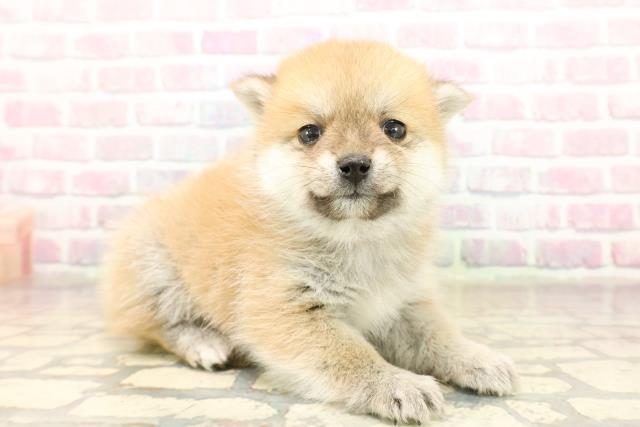 東京都のポメ柴/豆ポメ/ポメ豆柴(ポメラニアン×柴犬) (Coo&RIKU武蔵小山店/2025年9月9日生まれ/女の子/赤)の子犬の3枚目の画像