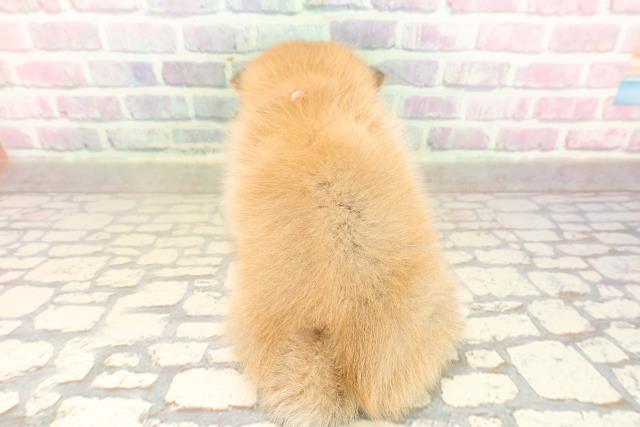 東京都のポメ柴/豆ポメ/ポメ豆柴(ポメラニアン×柴犬) (Coo&RIKU武蔵小山店/2025年9月9日生まれ/女の子/赤)の子犬の4枚目の画像