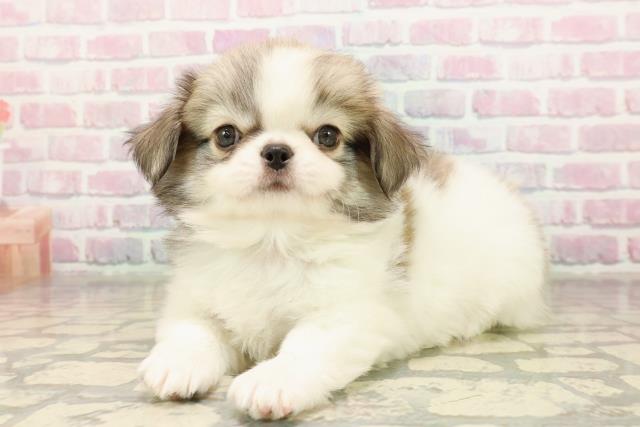 東京都のチワペキ/ペキチー/ペキチワ(チワワ×ペキニーズ) (Coo&RIKU新宿三丁目店/2025年9月7日生まれ/男の子/ホワイトフォーン)の子犬の2枚目の画像