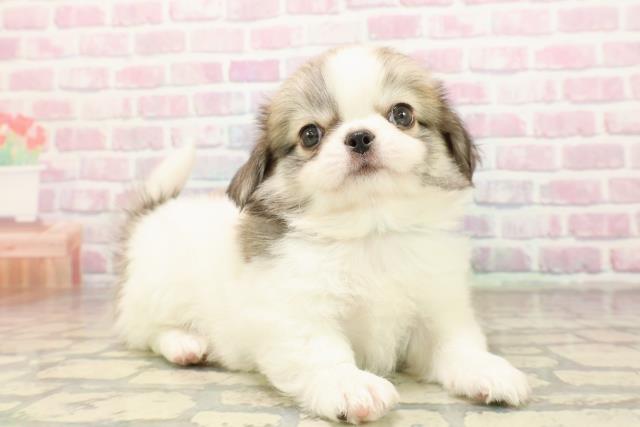 東京都のチワペキ/ペキチー/ペキチワ(チワワ×ペキニーズ) (Coo&RIKU新宿三丁目店/2025年9月7日生まれ/男の子/ホワイトフォーン)の子犬の3枚目の画像