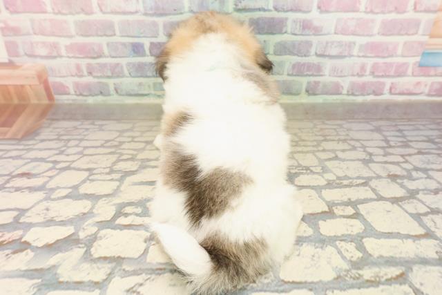 東京都のチワペキ/ペキチー/ペキチワ(チワワ×ペキニーズ) (Coo&RIKU新宿三丁目店/2025年9月7日生まれ/男の子/ホワイトフォーン)の子犬の4枚目の画像