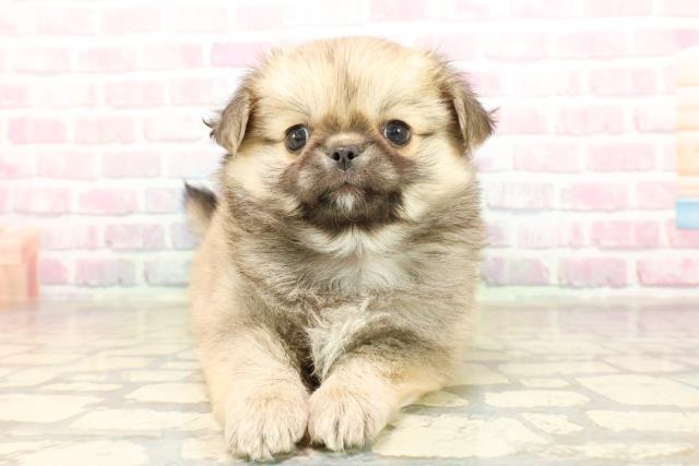 東京都のチワペキ/ペキチー/ペキチワ(チワワ×ペキニーズ) (Coo&RIKU三軒茶屋店/2025年9月7日生まれ/男の子/フォーン)の子犬の1枚目の画像