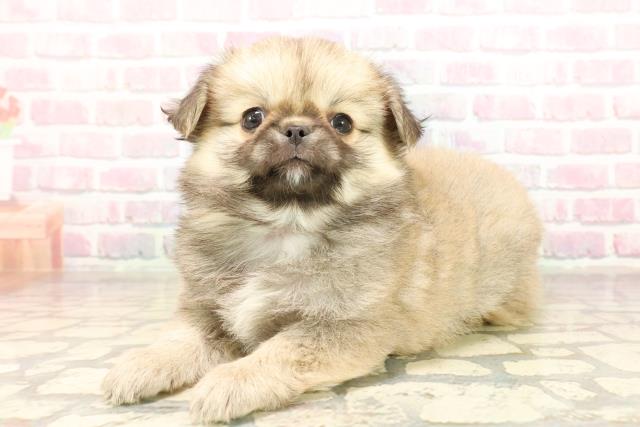 東京都のチワペキ/ペキチー/ペキチワ(チワワ×ペキニーズ) (Coo&RIKU三軒茶屋店/2025年9月7日生まれ/男の子/フォーン)の子犬の2枚目の画像