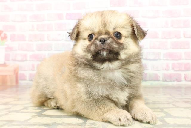 東京都のチワペキ/ペキチー/ペキチワ(チワワ×ペキニーズ) (Coo&RIKU三軒茶屋店/2025年9月7日生まれ/男の子/フォーン)の子犬の3枚目の画像