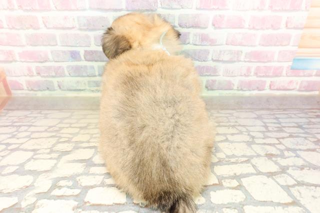 東京都のチワペキ/ペキチー/ペキチワ(チワワ×ペキニーズ) (Coo&RIKU三軒茶屋店/2025年9月7日生まれ/男の子/フォーン)の子犬の4枚目の画像