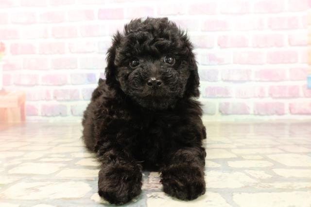 東京都のトイプードル(トイ) (Coo&RIKU新宿三丁目店/2025年9月9日生まれ/男の子/ブラック)の子犬の1枚目の画像
