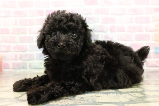 東京都のトイプードル(トイ) (Coo&RIKU新宿三丁目店/2025年9月9日生まれ/男の子/ブラック)の子犬の2枚目の画像