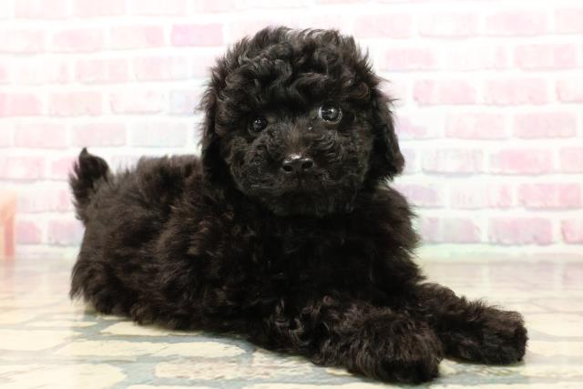 東京都のトイプードル(トイ) (Coo&RIKU新宿三丁目店/2025年9月9日生まれ/男の子/ブラック)の子犬の3枚目の画像