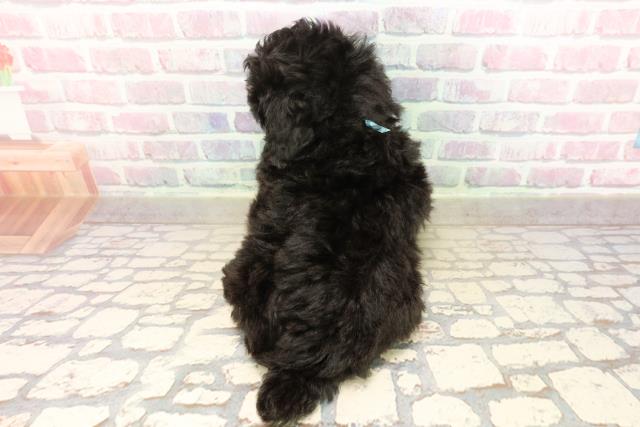 東京都のトイプードル(トイ) (Coo&RIKU新宿三丁目店/2025年9月9日生まれ/男の子/ブラック)の子犬の4枚目の画像